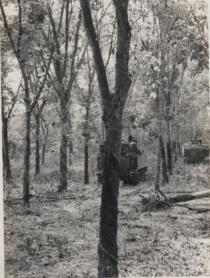 ben chui rubber plantation